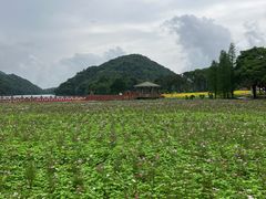 -广州市石门国家森林公园