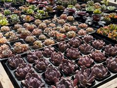 -呀路古热带植物园