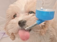 -翊宠yipet猫狗购宠庄园犬舍•猫舍