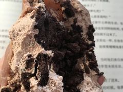 可可雪媚娘-蜜蜂小象·榴莲千层蛋糕(时代汇11栋店)