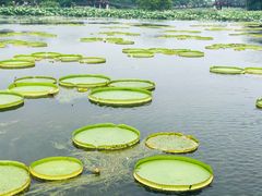-荷塘月色湿地公园·向阳花洲