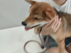 -艾吉宠物医院·疑难杂症转诊中心·猫友好(碧江路院)
