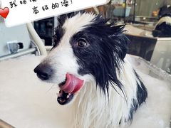 -PETKIT小佩宠物(古北店)