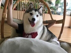 -Husky Go! 哈士奇体验馆·宠物咖啡厅狗咖