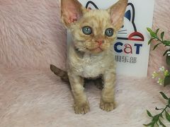 -十年猫舍·猫咪专门店(普陀店)