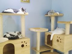 -喵的天空名猫咖啡馆·撸猫·猫舍·用品