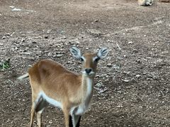 -清迈夜间动物园