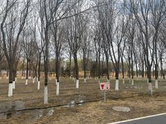 -大兴滨河森林公园