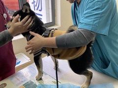 -芭比堂宠物医院·全科爱猫医院·仁德分院