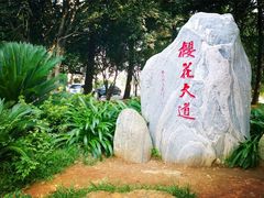 -武汉大学-樱园