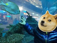 -乐从天佑城海洋馆