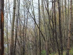 -白草畔自然风景区