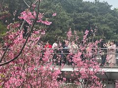 -狐尾山公园