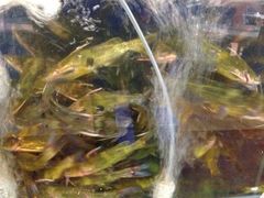 -褒河栈道渔庄(建工路总店)