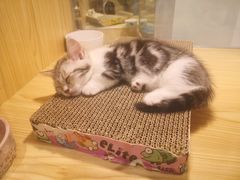 -屋虎猫馆(宝安大仟里店)
