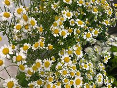 -植物学家的女儿(北马道巷店)