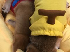 -逗柴咖啡屋·狗咖猫咖宠物桌游