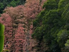 -深圳仙湖植物园