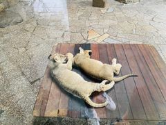 -上海野生动物园