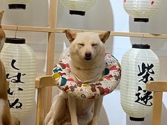-柴迷FANS CLUB·柴犬狗咖·猫咖