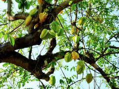 -中国科学院西双版纳热带植物园