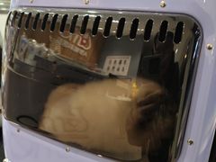 -御宝贝·A梦猫科宠物医院(国际猫友好医院)