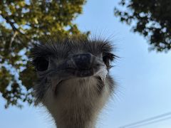-苏州太湖西山岛开心农场