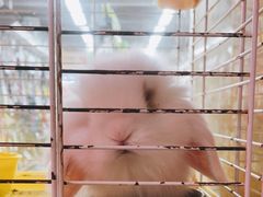-宠物兔专门店(天丰利市场店)