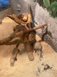 -Zoolung Zoolung动物主题公园(海信广场店)