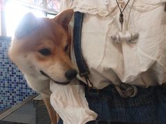 -柴源莊·柴小宠柴犬咖啡