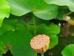 -荷塘月色湿地公园·向阳花洲