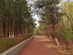 -云岗森林公园