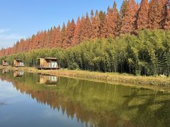 -黄海国家森林公园