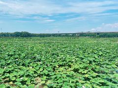 -荷塘月色湿地公园·向阳花洲