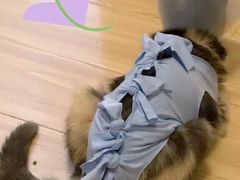 -伟伟宠物医院·CT影像中心·瑞派犬猫综合性门诊(汉口总院)