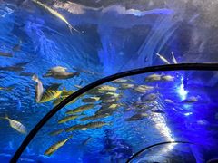 -太平洋海底世界