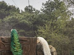 -燕塞湖鸟语林景区