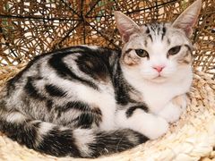 -飞行喵MR PILOT|猫舍·猫咖(静安大融城店)