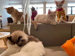 -猫腻·猫咖·撸猫馆(星光大道店)