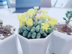 -花鸟鱼虫鲜花绿植市场(玉泉路店)