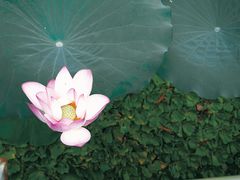 -荔湾湖公园