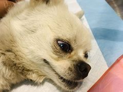 -喜洋洋宠物医院(震川路总店)