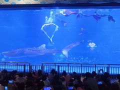 -烟台海昌鲸鲨海洋公园