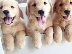 -八沟羊汤(河北大街店)