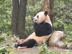 -中国大熊猫保护研究中心雅安碧峰峡基地