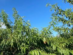-樂桃源奉贤黄桃种植采摘基地
