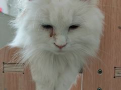 -飞行喵MR PILOT|猫舍·猫咖(静安大融城店)