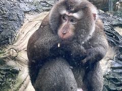 -黔灵山公园