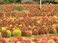 -花开海上生态园