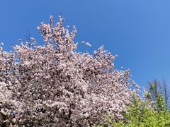 -海棠花溪(元大都城垣遗址公园)